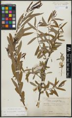 Foto von Salix acmophylloides Hausskn. & Bornm.